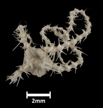 Media type: image;   Invertebrate Zoology OPH-1974 Description: Top down view of single ophiuroid specimen with a scale bar.;  Aspect: dorsal